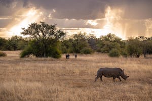 Rhino Sanctuary © Logan Carter