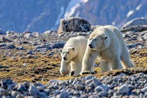Polar Bears© Stefan Froehlich