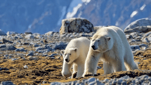 Polar Bears© Stefan Froehlich
