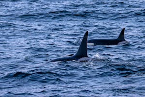 Orcas© Stefan Froehlich