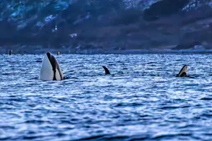 Orcas© Stefan Froehlich