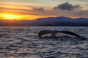 Humpback Whale© Stefan Froehlich