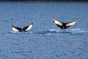 Humpback Whales© Stefan Froehlich