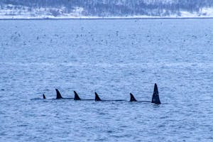 Orcas© Stefan Froehlich