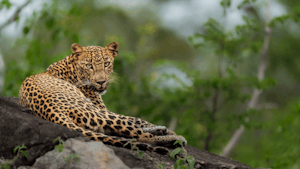 Leopard © Cheesemans’ Ecology Safaris