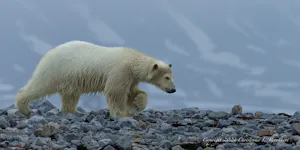 Polar Bear taken with Telephoto Lens ©Chris Brookhart