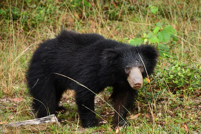 Sri Lankan Sloth Bear &copy; Amit Sankhala
