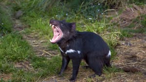 Tasmanian Devil