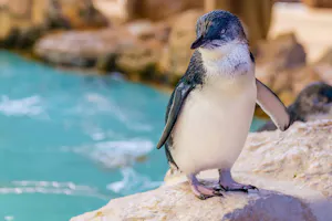Little Penguin
