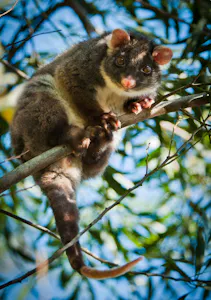Ring-tail Possum