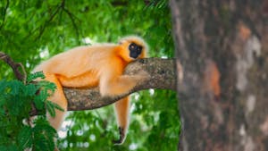 Golden Langur