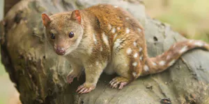 Spotted-tailed Quoll
