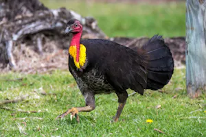 Australian Brush-turkey