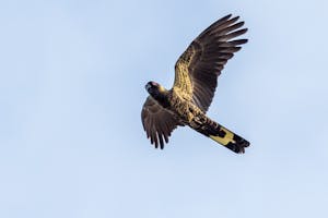 Yellow-tailed Black Cockatoo