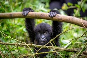 Chimpanzee © Cheesemans’ Ecology Safaris