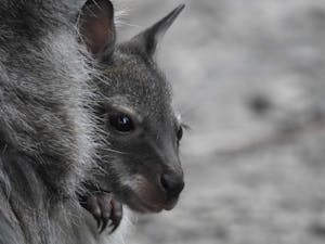 Bennetts-wallaby© Cat Davidson