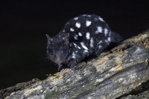 Eastern Quoll© John Oates