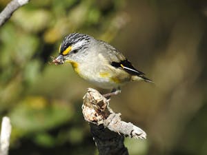Striated Pardalote© Cat Davidson