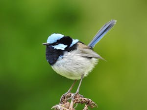 Superb Fairy-wren© Cat Davidson