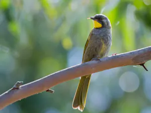 Yellow-throated Honeyeater© Alfred Schulte