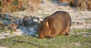 Common Wombat© Cheesemans' Ecology Safaris