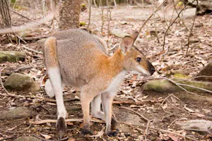 Red-necked Wallaby© Debbie Thompson