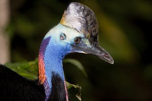 Southern Cassowary© Cheesemans' Ecology Safaris