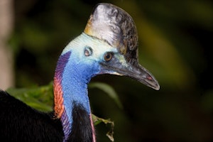 Southern Cassowary© Cheesemans' Ecology Safaris