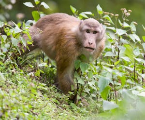Assamese macaque© Cheesemans' Ecology Safaris