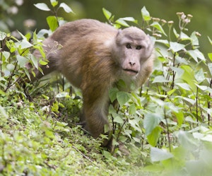 Assamese macaque© Cheesemans' Ecology Safaris