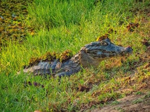 Yacare Caiman© Grace Chen