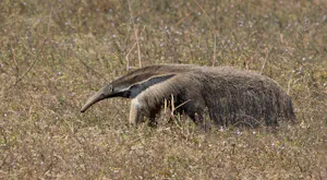 Giant Anteater © Cheesemans' Ecology Safaris