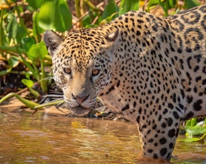Jaguar© Grace Chen