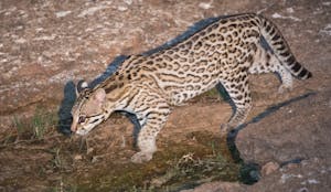 Ocelot © Cheesemans’ Ecology Safaris