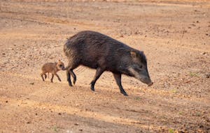 White-lipped Peccaries © Grace Chen