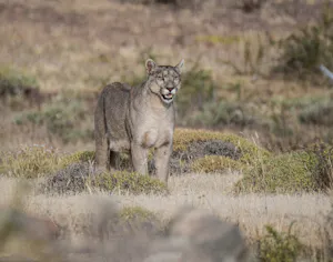 Cougar© Michael Peddecord