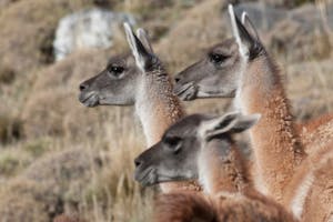 Guanacos © Debbie Thompson