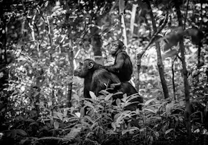 Chimpanzees © Scott Davis