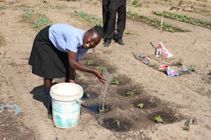 Local school’s feeding program nourishes students with food grown in their very own vegetable gardens. © Imvelo Safari Lodges