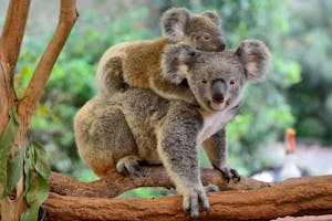 Koala © Cheesemans' Ecology Safaris