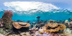 Diver on reef in Palau