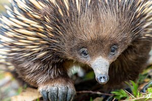 Short-beaked Echidna© Cheesemans' Ecology Safaris