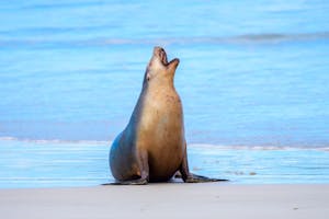 Australian Sea Lion,© Cheesemans' Ecology Safaris