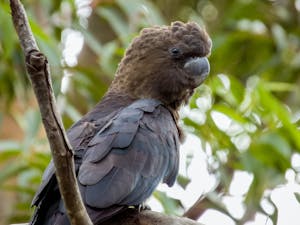 Glossy Black-Cockatoo© Cheesemans' Ecology Safaris