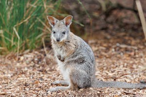 Tammar Wallaby© Cheesemans' Ecology Safaris