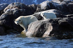 Polar Bears taken through a telephoto lens © Barry Wasserman