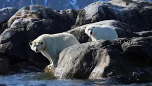 Polar Bears taken through a telephoto lens © Barry Wasserman