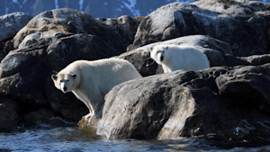 Polar Bears taken through a telephoto lens © Barry Wasserman