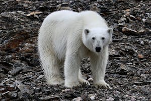 Polar Bear© Audrey Sue