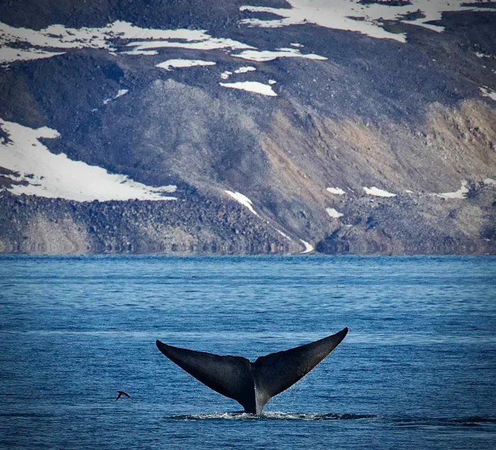 Humpback Whale &copy; Robyn Carmel